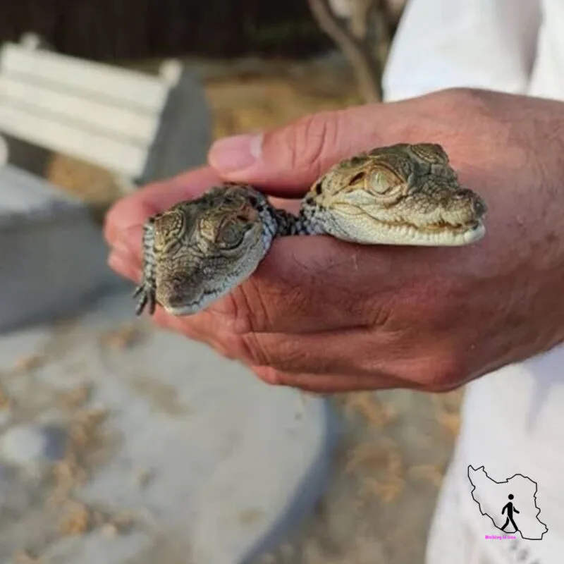 Chabahar crocodile breeding center Chabahar crocodile breeding center