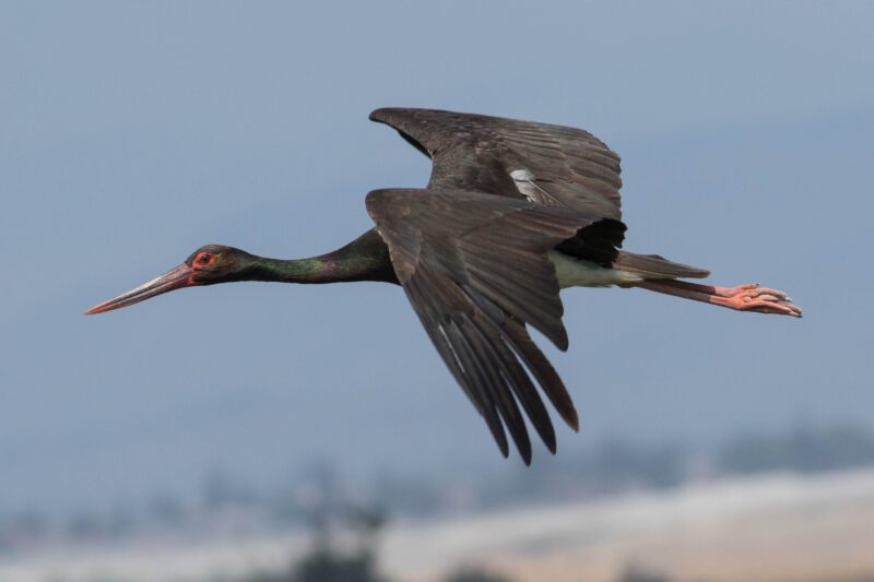Black stork of Sistan and Baluchistan Black stork of Sistan and Baluchistan