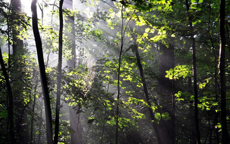 Screaming forest of Mashhad Screaming forest of Mashhad