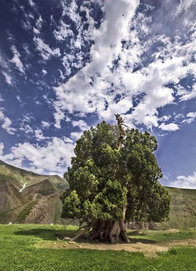 The old tree of the lady of Shahristan