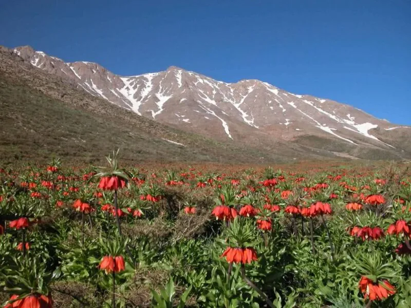 کوهرنگ-2