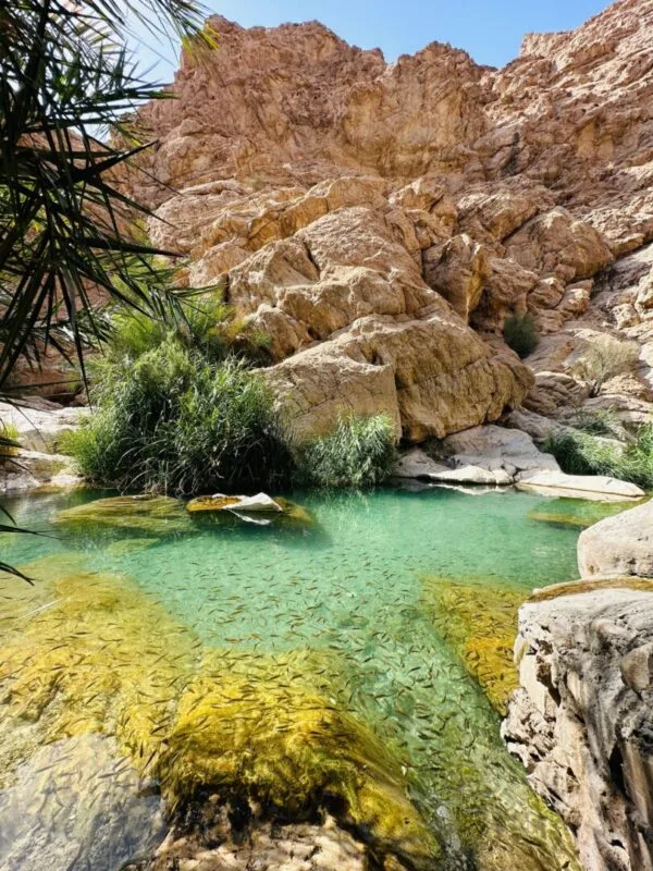 814020_2866811--تخت-عروس