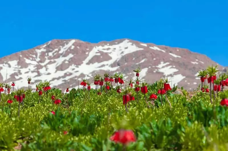 The plain of overturned tulips of Kohrang The plain of overturned tulips of Kohrang
