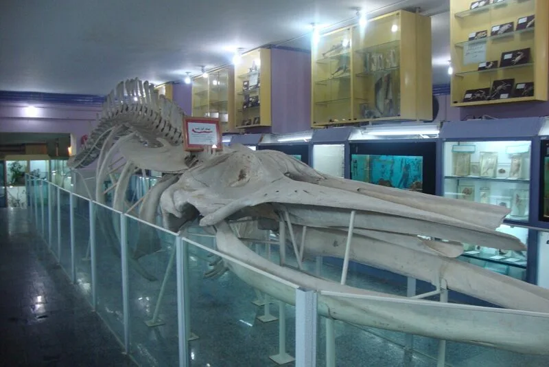 Humpback_Whale_Skeleton