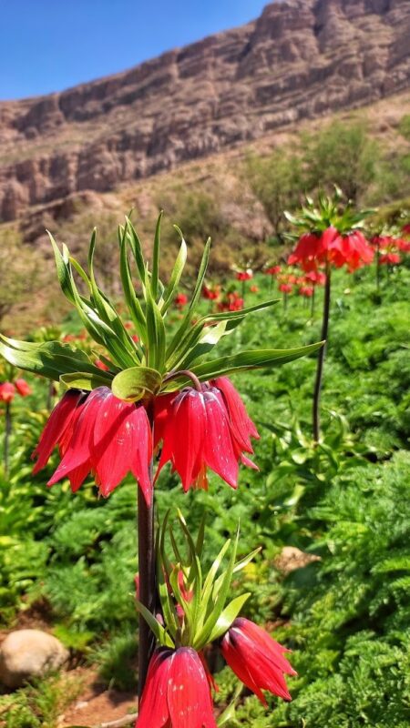 Aligudarz overturned tulips plain Aligudarz overturned tulips plain