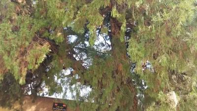 Mehrgan old cedar Mehrgan old cedar