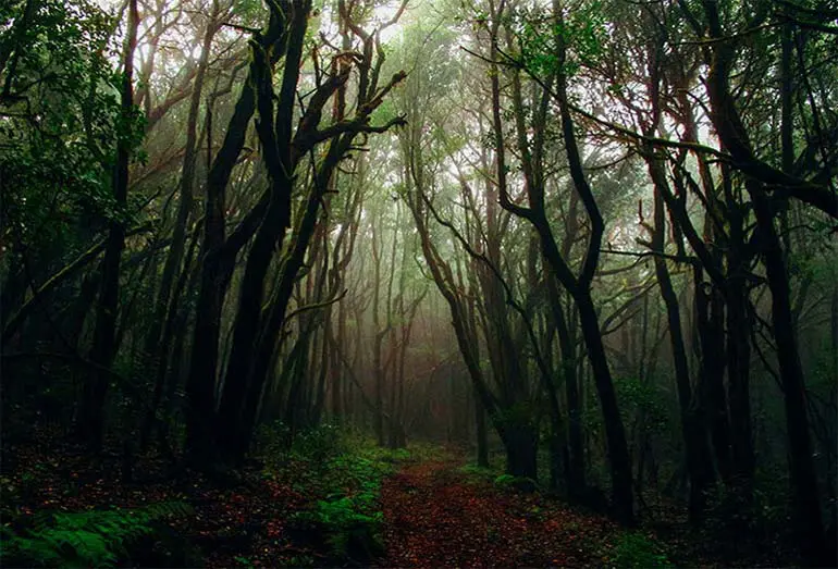 Screaming forest of Mashhad Screaming forest of Mashhad