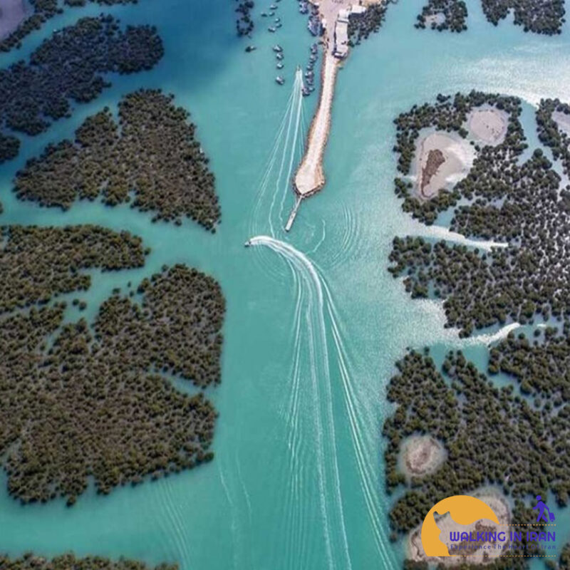 Qeshm's Hara Forest