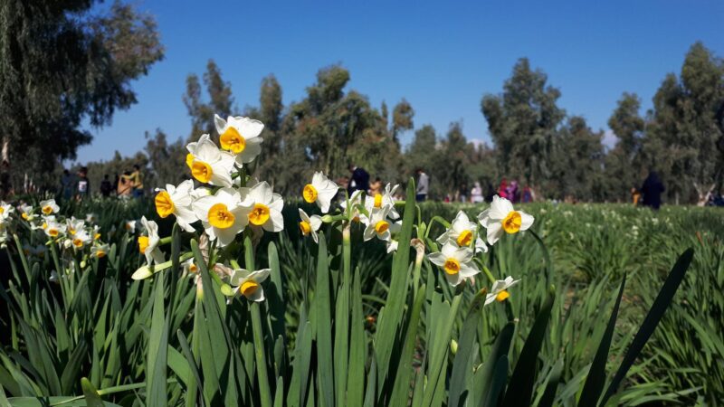 Behbahan Daffodil Plain Behbahan Daffodil Plain
