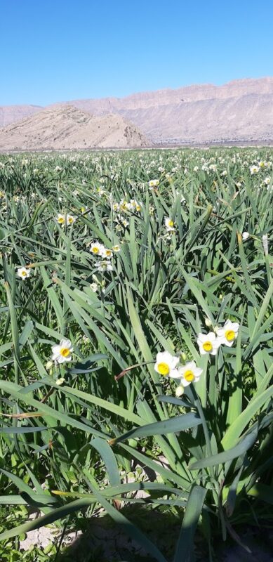 Narcissus fields of Kazeroon Narcissus fields of Kazeroon