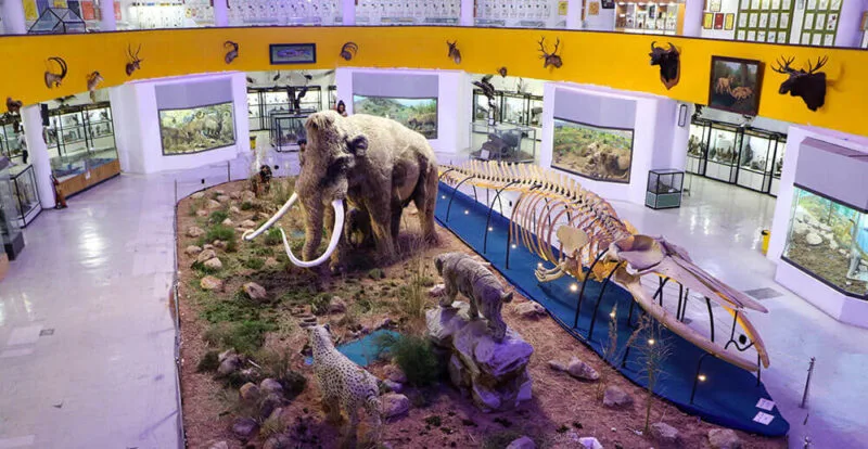natural-history-technology-museum-7-1-e1655116384644